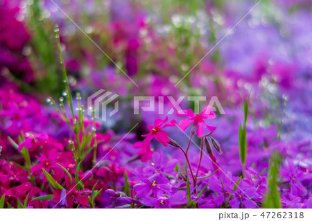 北海道 芝ざくら滝上公園1 北海道 芝ざくら滝上公園1 47262318
