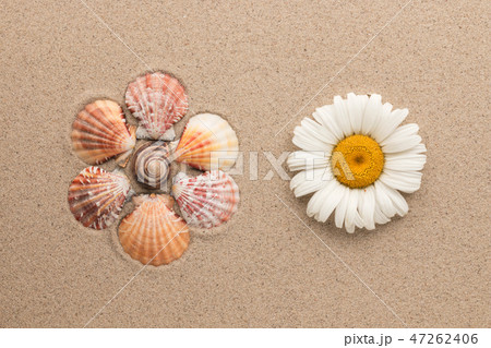Concept flower made of shells and live chamomile. 47262406