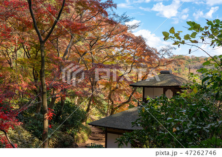 紅葉と三渓園 47262746