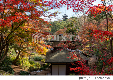 紅葉と三渓園 紅葉と三渓園 47262750