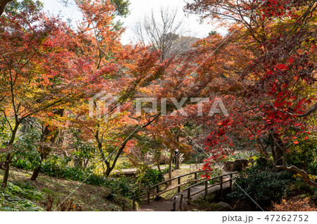 紅葉と三渓園 47262752