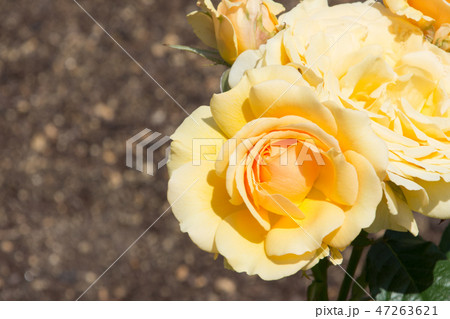 アンバークイーン 47263621