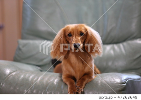 子犬 47263649