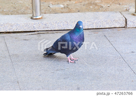 新しい 鳥 動物 47263766