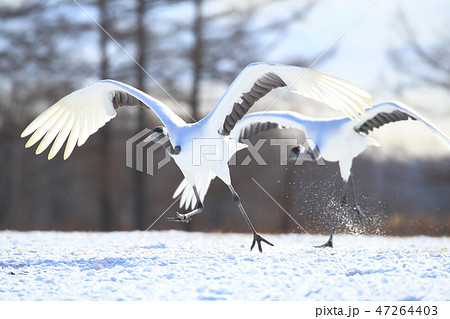 タンチョウ 47264403