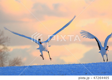 タンチョウ 47264405