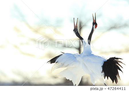 タンチョウ 47264411