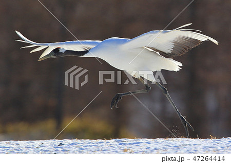 タンチョウ 47264414