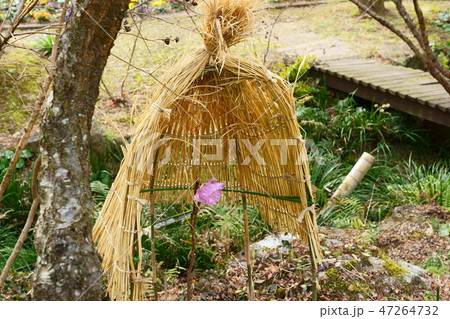 わら帽子に抱かれた冬牡丹 47264732