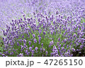 ラベンダー 47265150