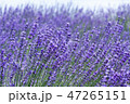 ラベンダー 47265151