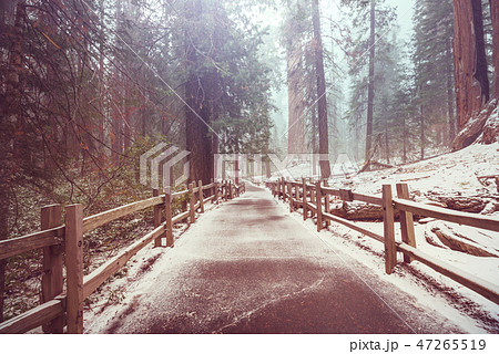 Sequoia Sequoia 47265519