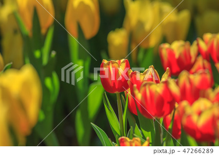 チューリップ ﾁｭｰﾘｯﾌﾟ 庭 47266289