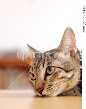 cute short hair young asian kitten grey and black cute short hair young asian kitten grey and black 47266662