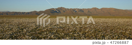 Flowers in the Atacama 47266887