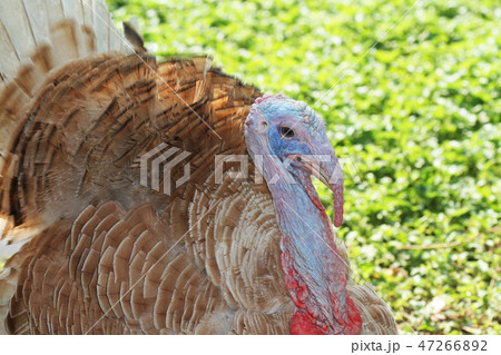 Close up head big turkey in garden 47266892
