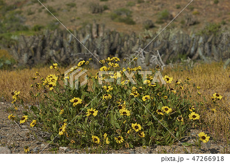 Flowers in the Atacama Desert Flowers in the Atacama Desert 47266918