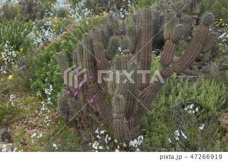 Flowers in the Atacama Desert  47266919