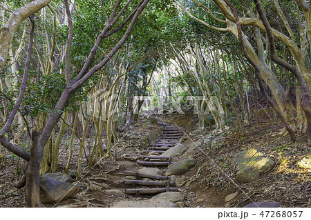 福岡県糸島市 芥屋の大門公園 森のトンネル 福岡県糸島市 芥屋の大門公園 森のトンネル 47268057