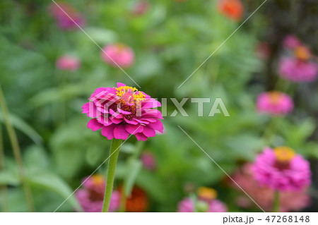 Common zinnia 47268148