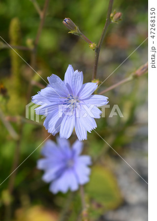 Wild chicory 47268150