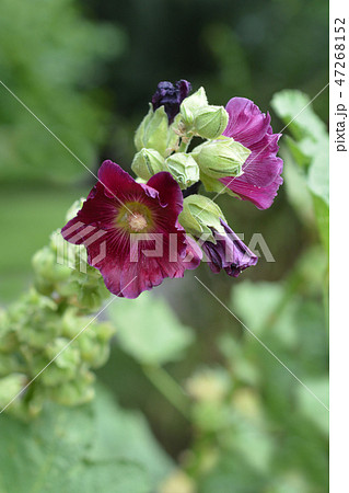 Common hollyhock 47268152