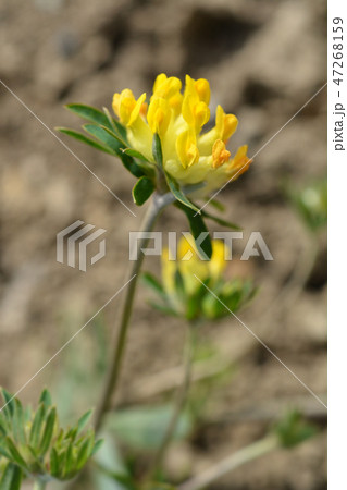 Carpathian Kidney Vetch Carpathian Kidney Vetch 47268159