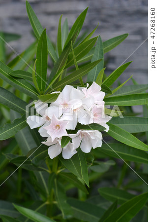 Common oleander 47268160