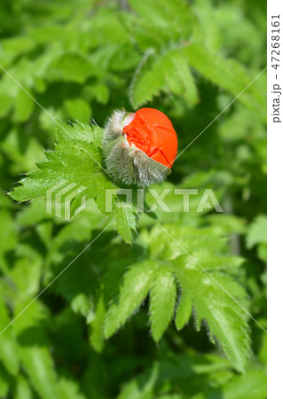 Oriental poppy 47268161