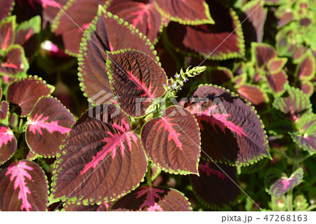 Painted nettle 47268163