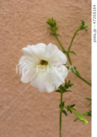 Large white petunia 47268164