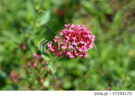 Red valerian 47268170