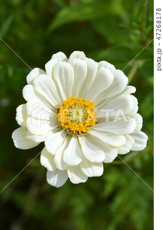Common zinnia 47268178