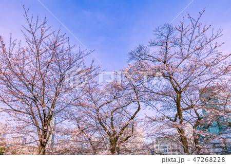 桜咲く六本木の夕景 47268228