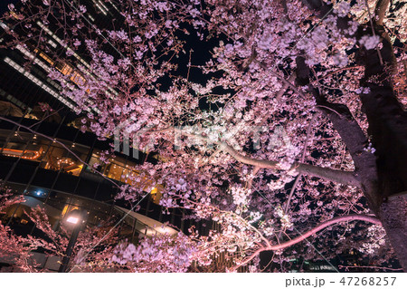 ライトアップの桜 六本木 ライトアップの桜 六本木 47268257