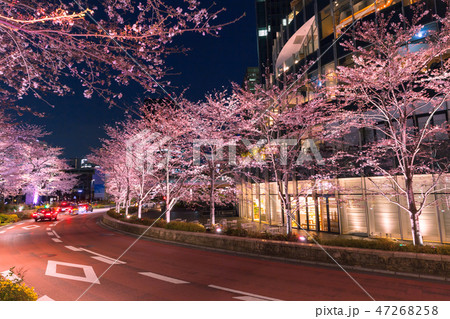 ライトアップの桜並木 六本木 ライトアップの桜並木 六本木 47268258