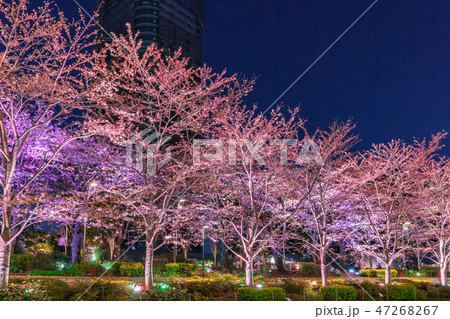 ライトアップの桜並木 六本木 ライトアップの桜並木 六本木 47268267