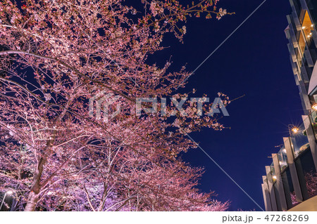 ライトアップの桜 六本木 ライトアップの桜 六本木 47268269
