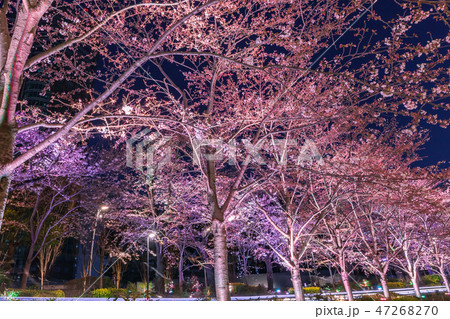 ライトアップの桜並木　六本木 47268270