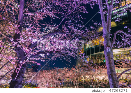 ライトアップの桜とビル 六本木 ライトアップの桜とビル 六本木 47268271