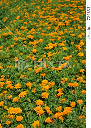 orange flower garden in Rama 9 park, Thailand orange flower garden in Rama 9 park, Thailand 47268354