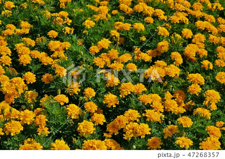 Rama 9 park in Bangkok, Thailand Rama 9 park in Bangkok, Thailand 47268357