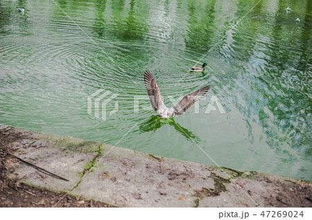 a Beautiful waterfowl duck with green head a Beautiful waterfowl duck with green head 47269024