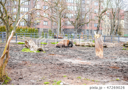 bison live in their aviary in an outdoor zoo 47269026