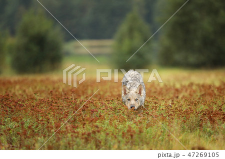 Eurasian wolf sniffing on meadow - Canis lupus Eurasian wolf sniffing on meadow - Canis lupus 47269105