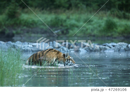 Siberian tiger in water, Panthera tigris amurensis 47269106