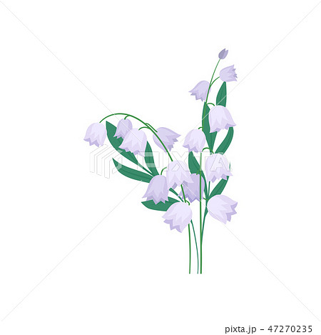 Purple campanula flowers with green leaves. Fresh spring bouquet. Nature and flora theme. Flat Purple campanula flowers with green leaves. Fresh spring bouquet. Nature and flora theme. Flat 47270235