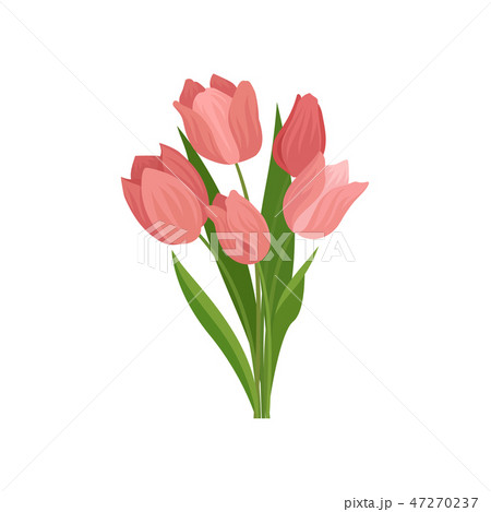Cute pink tulips with green leaves. Beautiful spring bouquet. Nature theme. Flat vector illustration 47270237