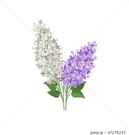 Branch Of White And Purple Lilac Flowers のイラスト素材