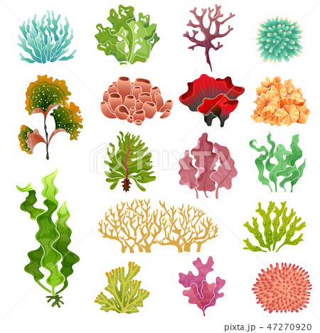 aquarium seaweed
